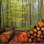 Madera material sostenible