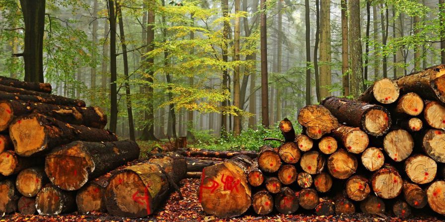 Madera material sostenible